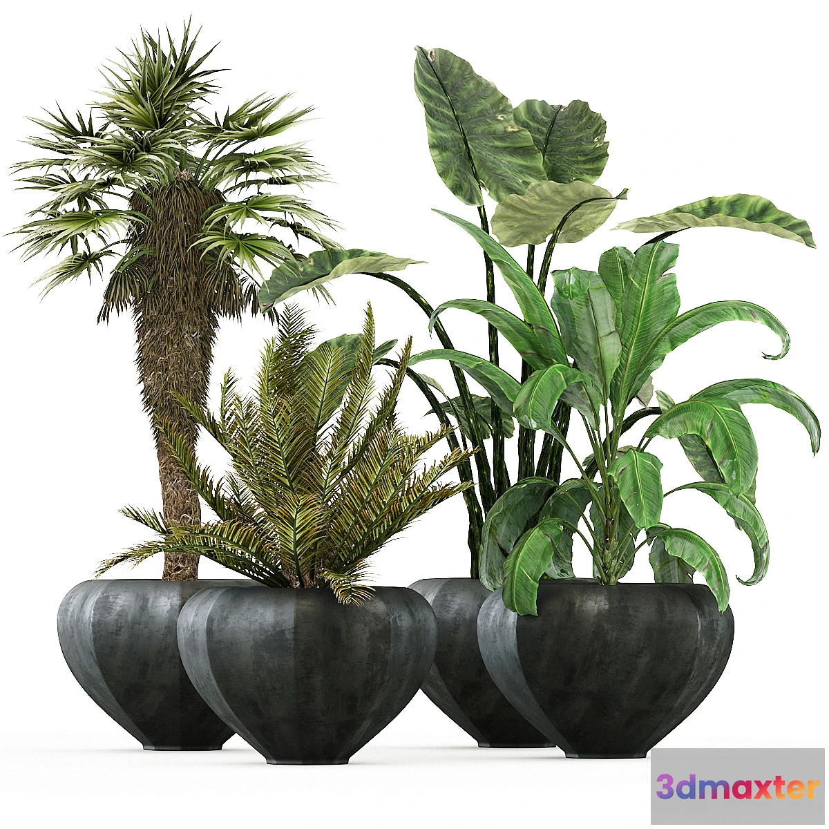 1420650 - plant-01 3D Max