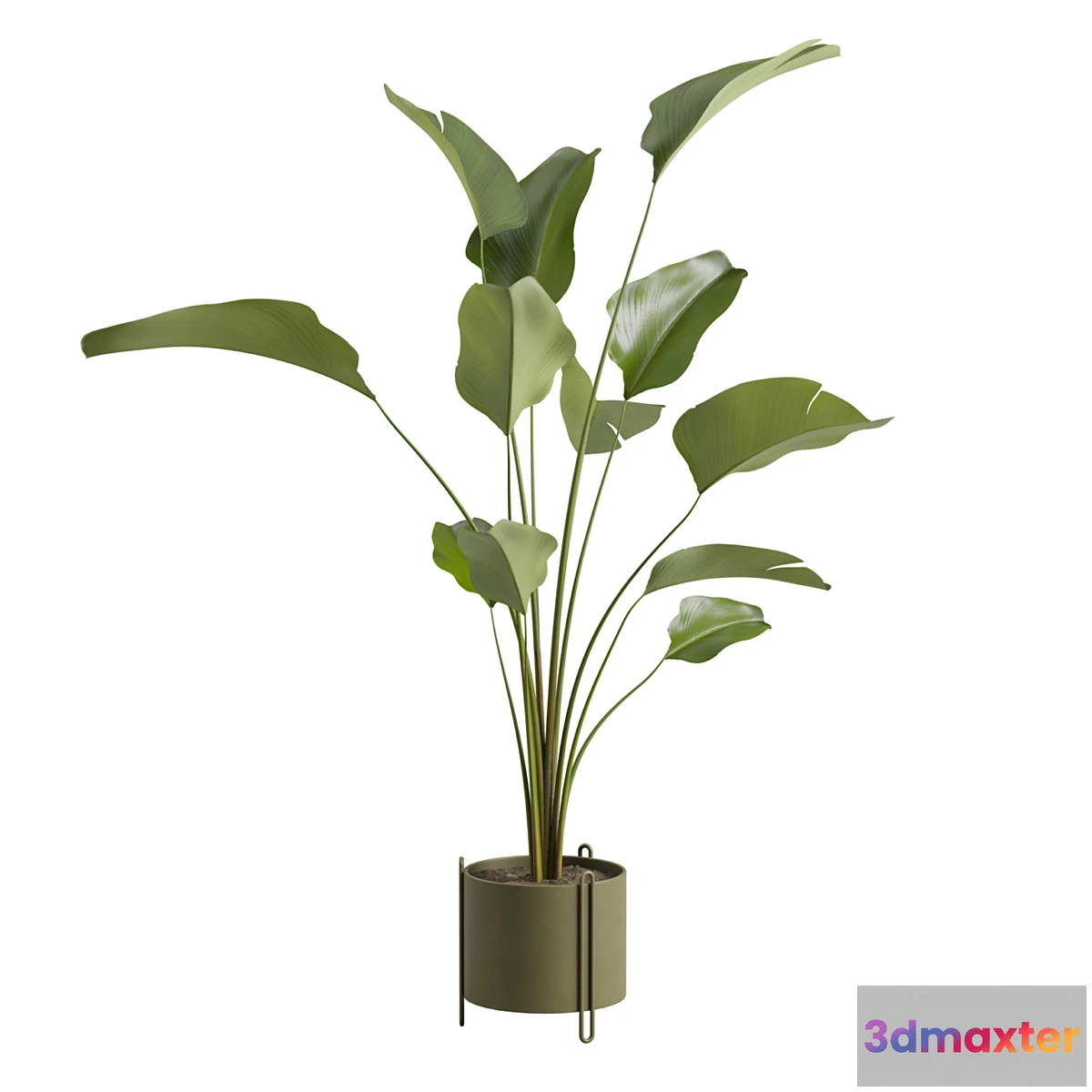 1421450 - Potted Calathea Lutea 3D Max