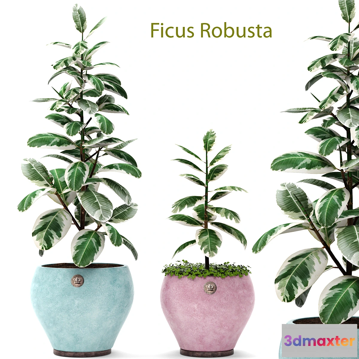 1423204 - Ficus Robusta set 1. Ficus robusta elastica decorative indoor interior 3D Max