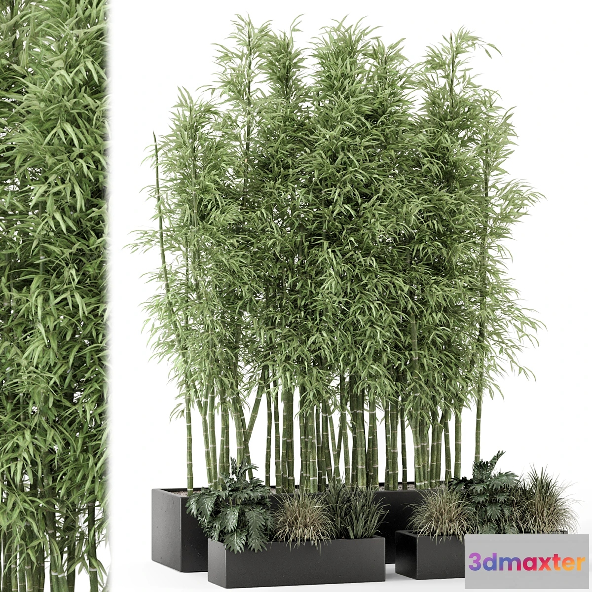 1424060 - Indoor Plants Bamboo Set in rusty Concrete Pots - Set 1894 3D Max