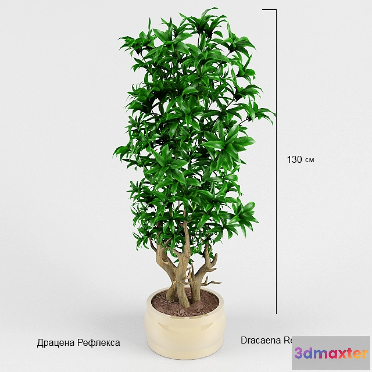 1424122 - Dracaena Reflex 3D Max