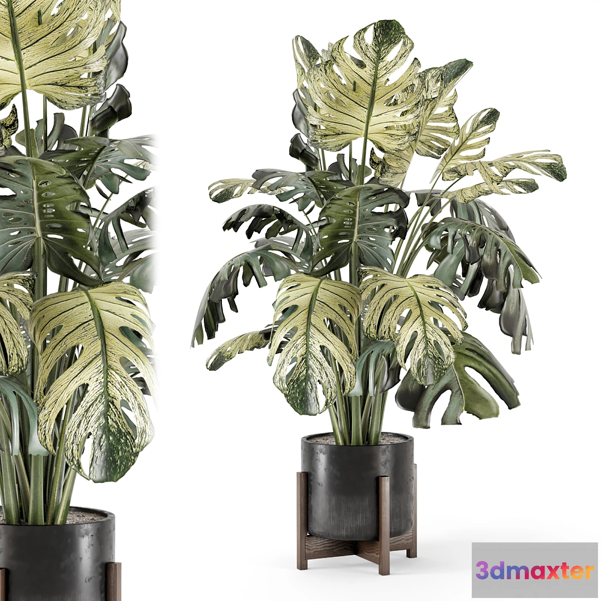 1424564 - Indoor Plants in Handmade Stone Pot - Set 2174 3D Max