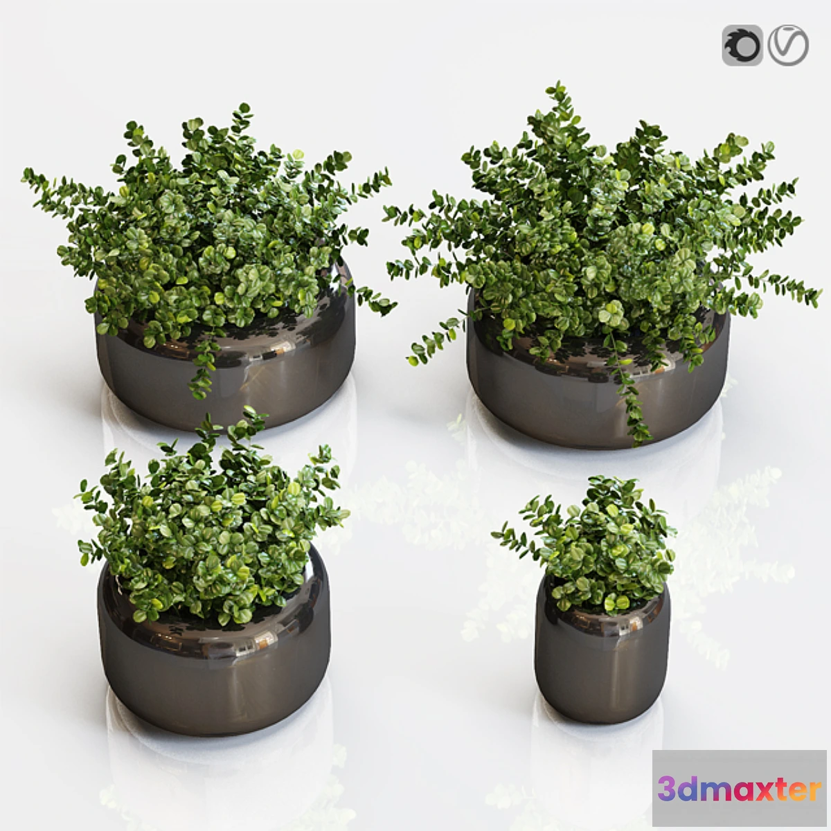 1426184 - Boxwood plants in a black vase 3D Max