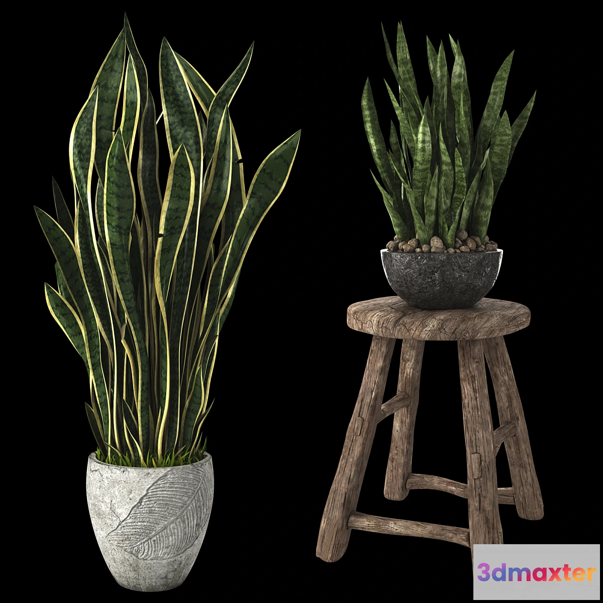 1427456 - Home plant sansevieria 3D Max