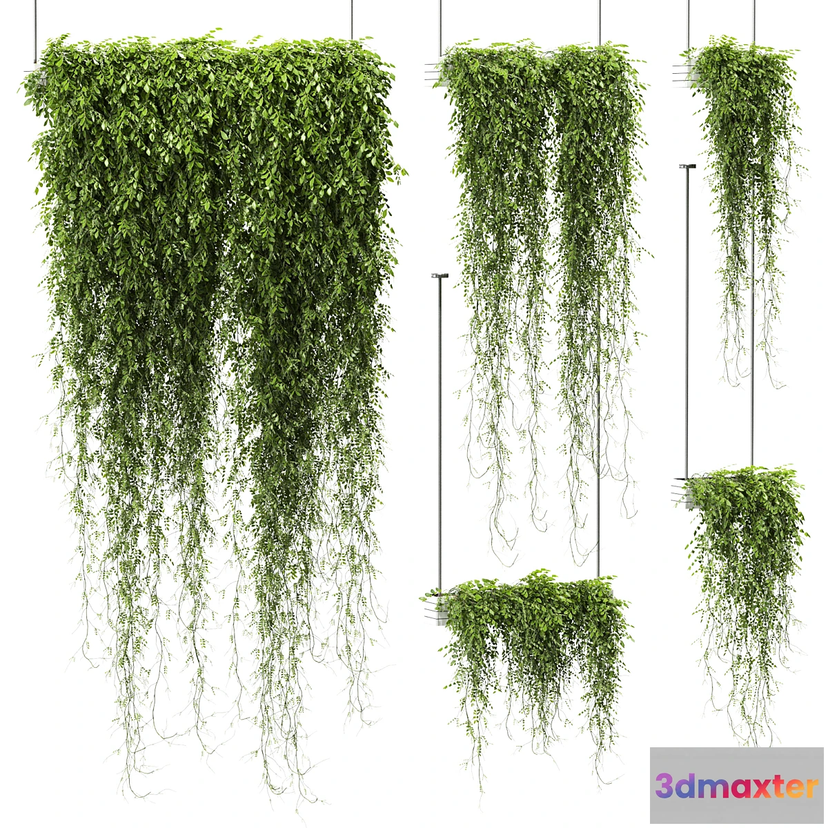 1427868 - Plants in hanging pots v4. 5 models 3D Max