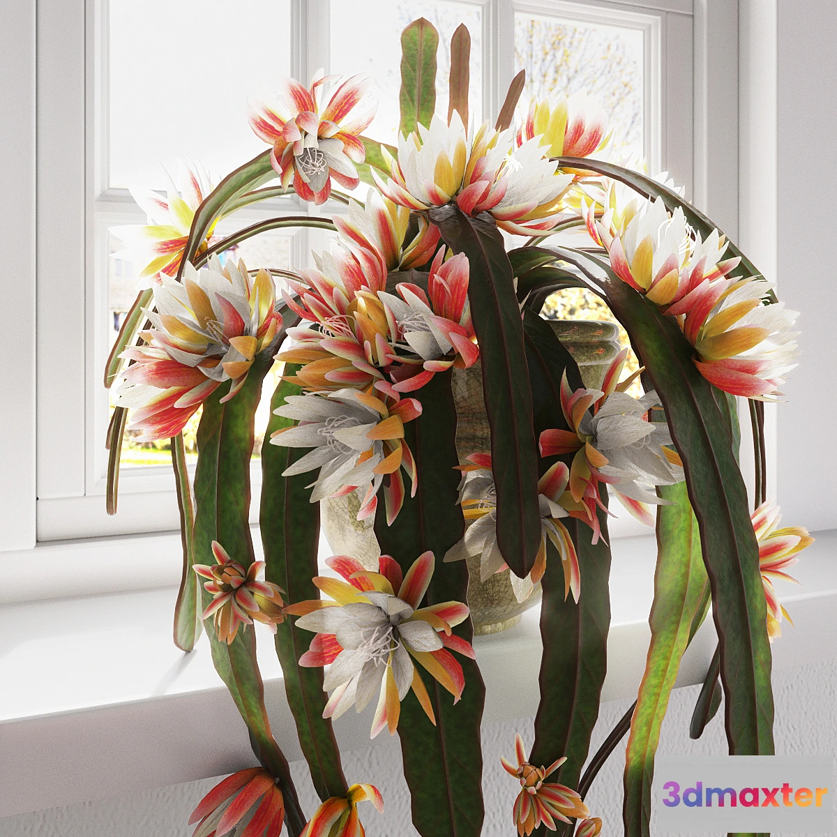 1427894 - Epiphyllum 3D Max