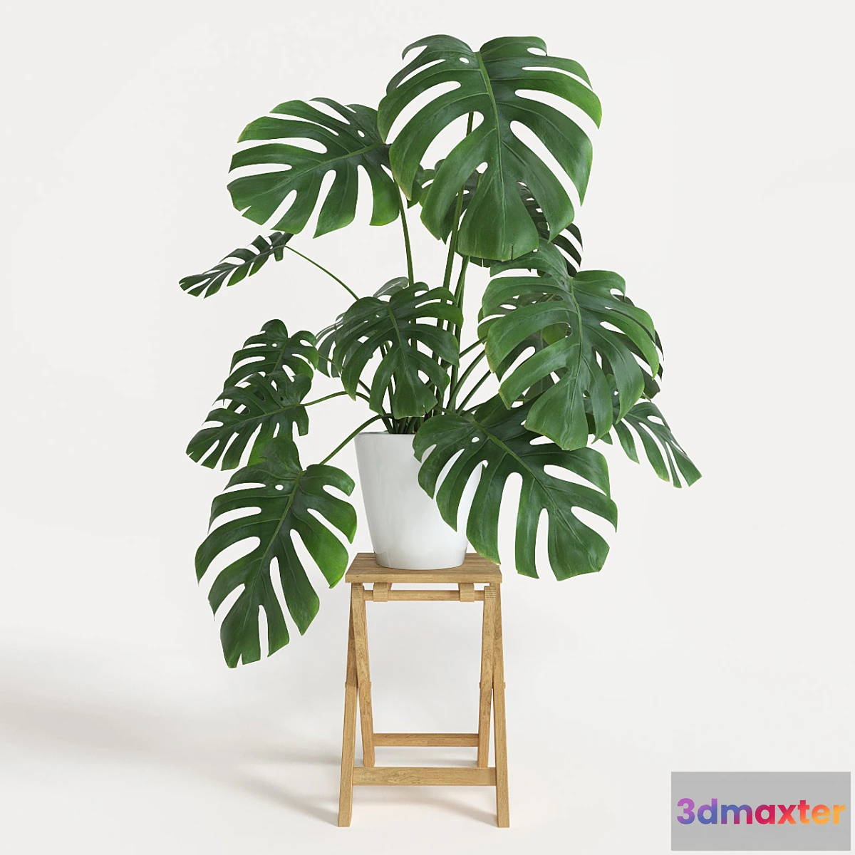 1428410 - Monstera 3D Max