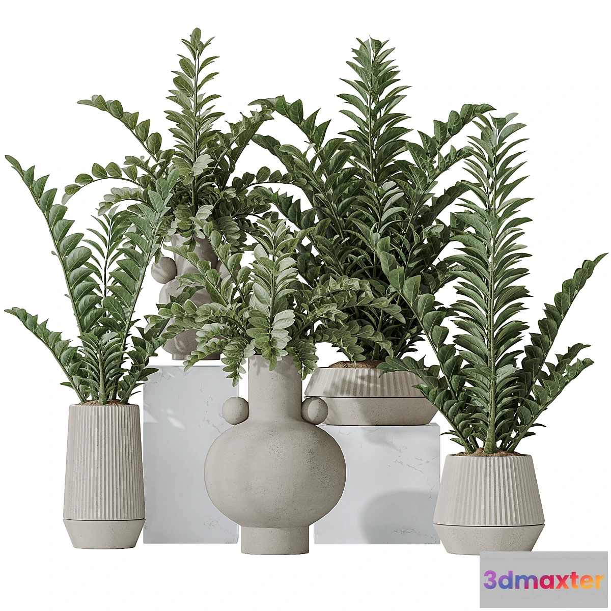 1428584 - Zamioculcas Zamiifolia Araceae 3D Max