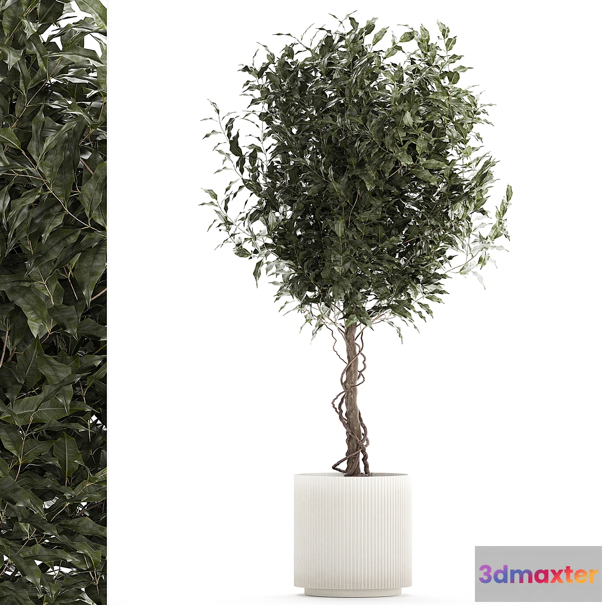1428648 - Beautiful interior tree in a modern pot Ficus benjamina. 1232 3D Max