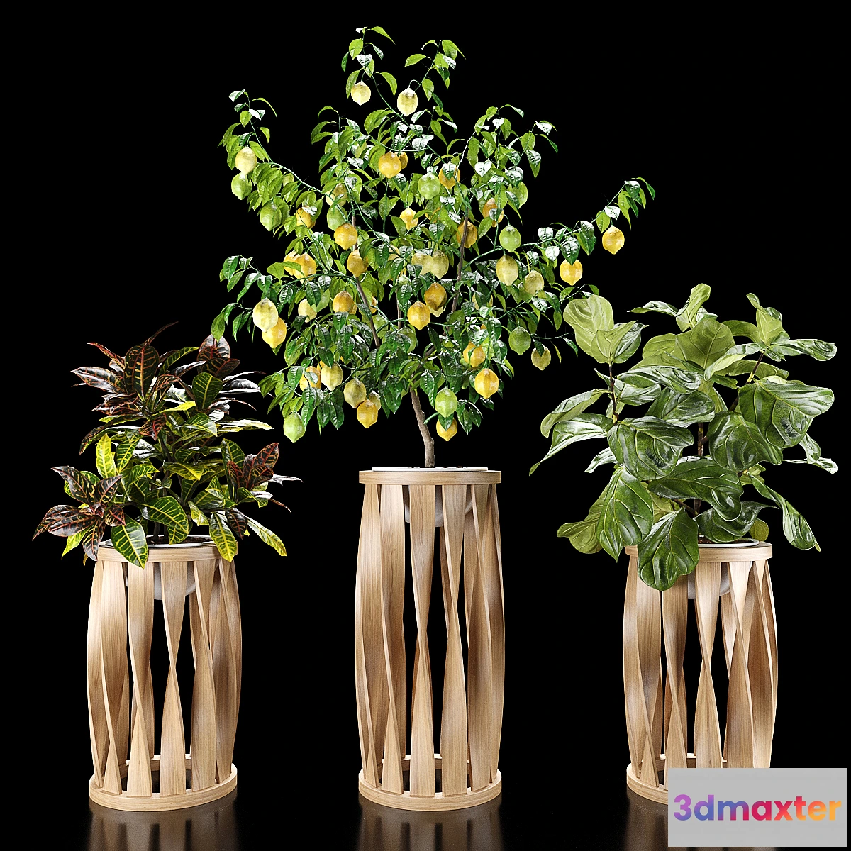 1428946 - Plants set 5 (Croton Ficus Limon) 3D Max