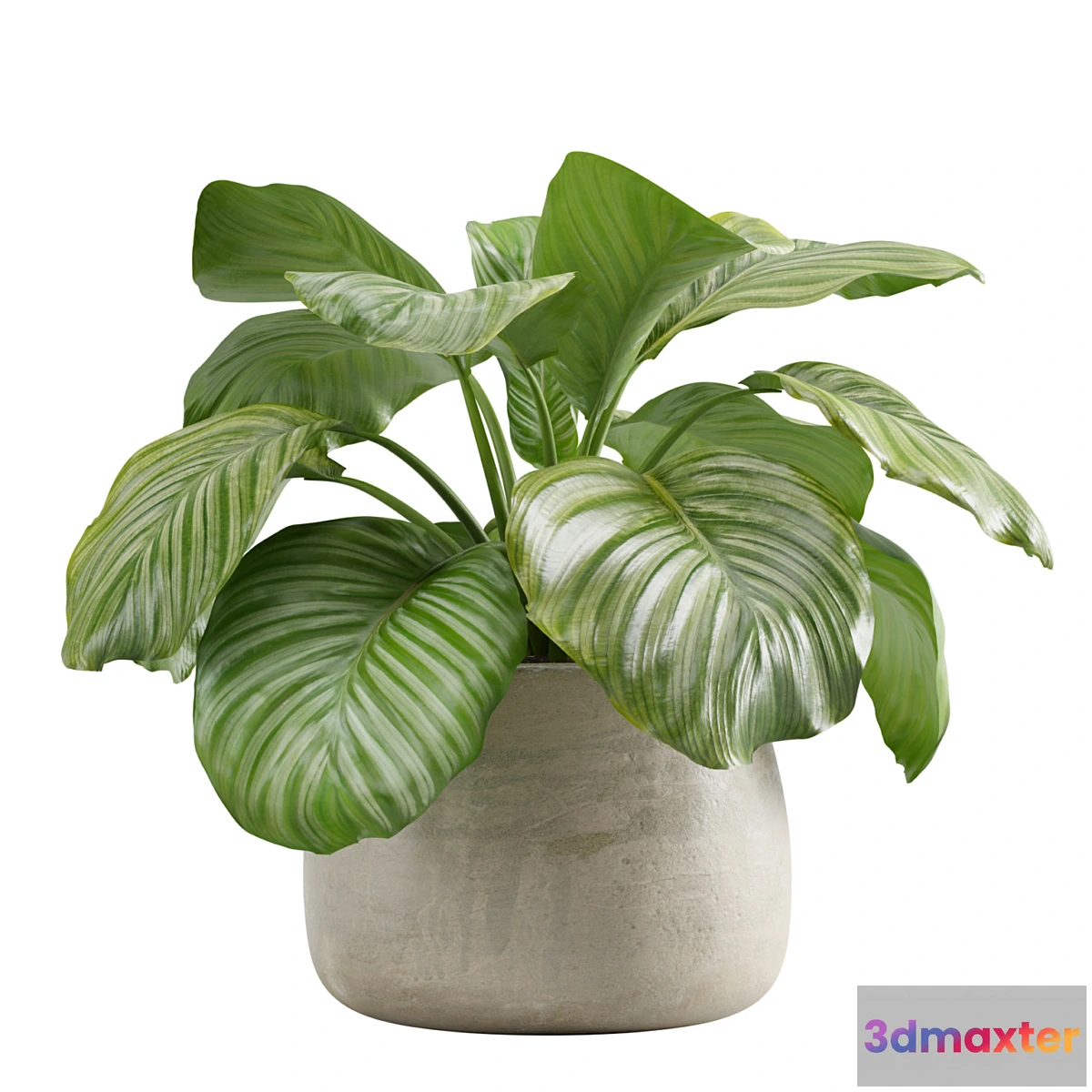 1429428 - Potted calathea orbifolia 3D Max