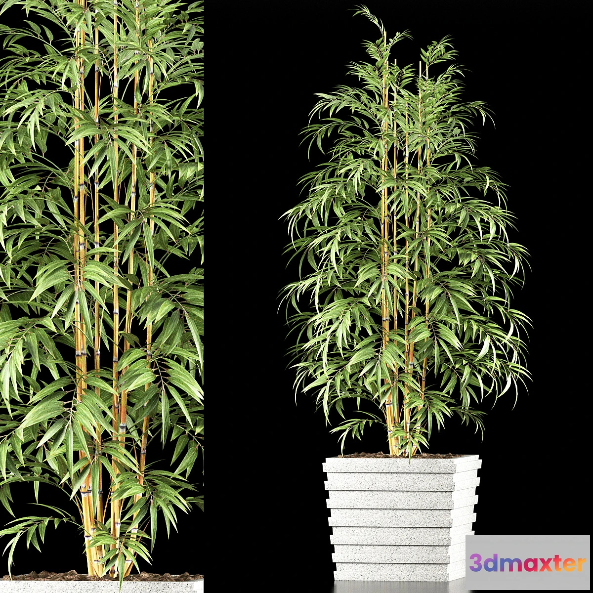 1429566 - BAMBOO PLANT 61 3D Max