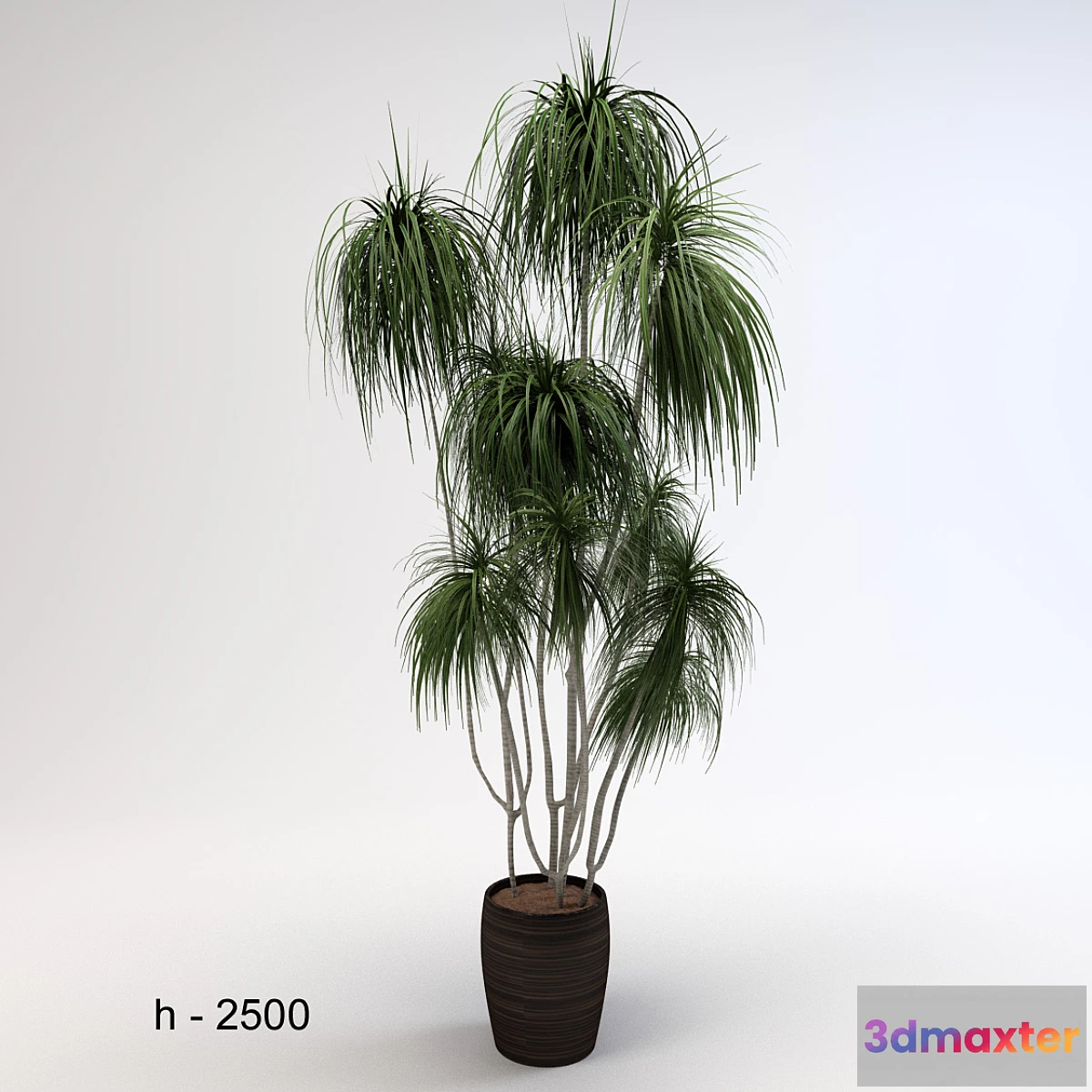 1429674 - Dracaena 3D Max