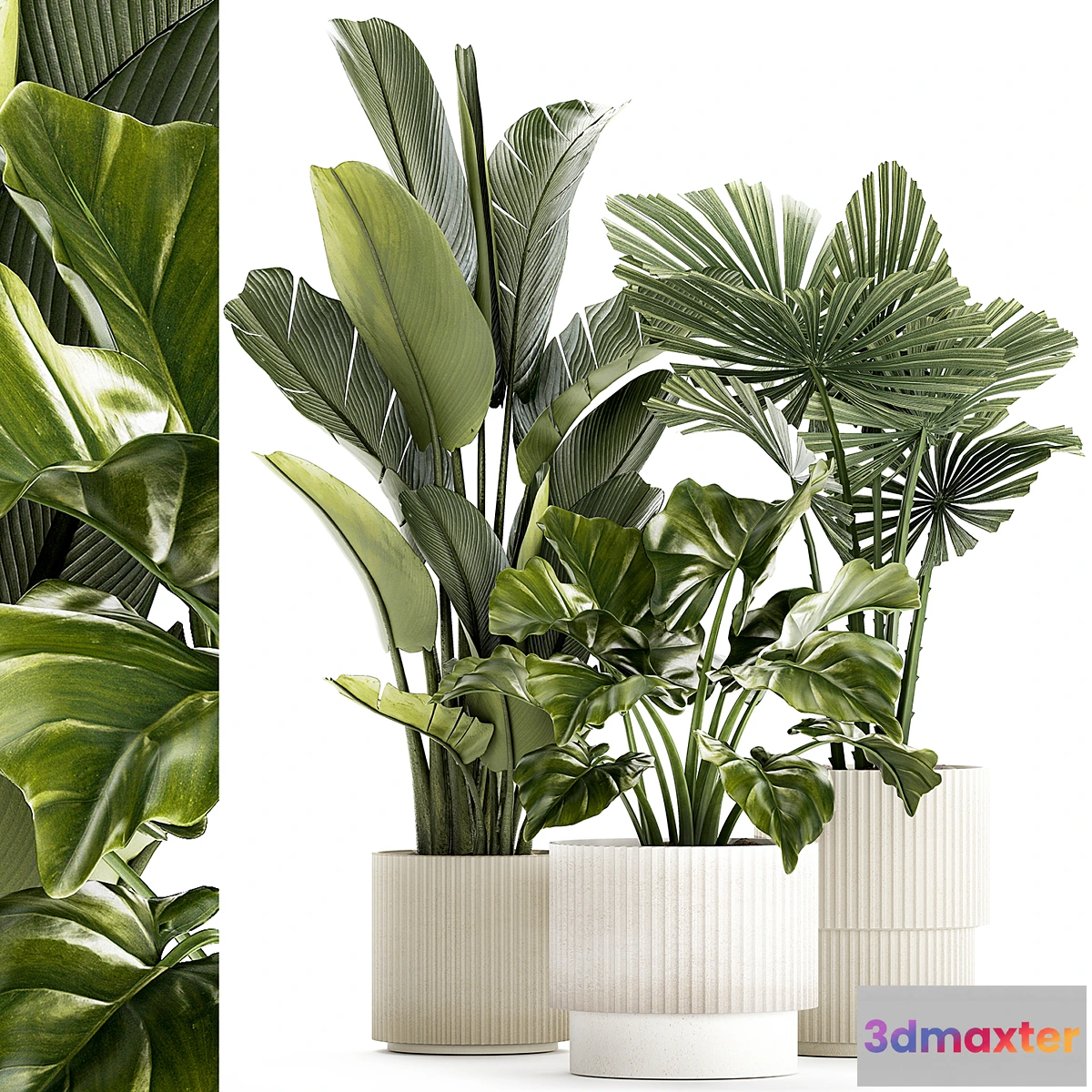 1429868 - Plant collection 1436 3D Max