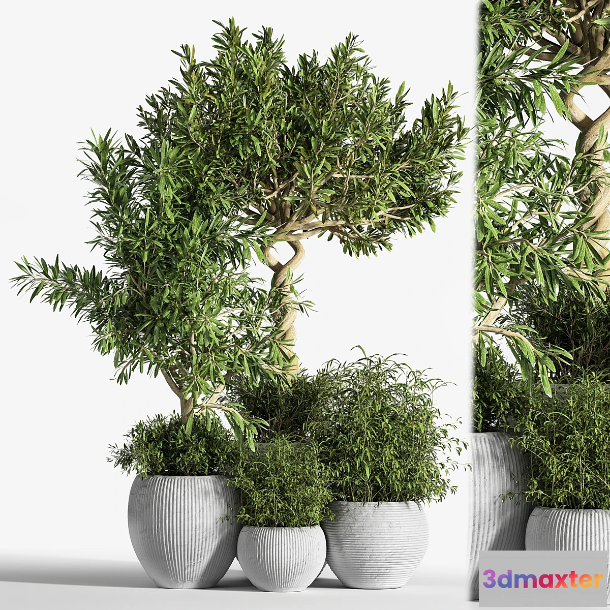 1430168 - Indoor Plant Set 12 3D Max