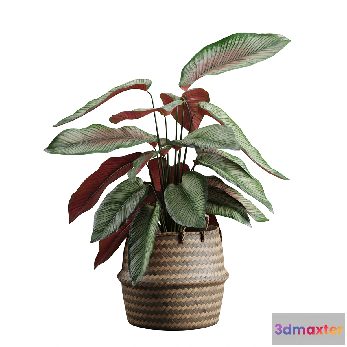 1430280 - Calathea Ornata in Basket 3D Max