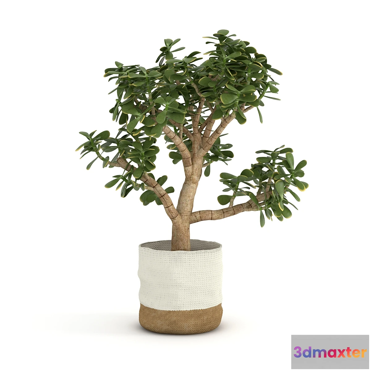 1430398 - Money Tree 3D Max