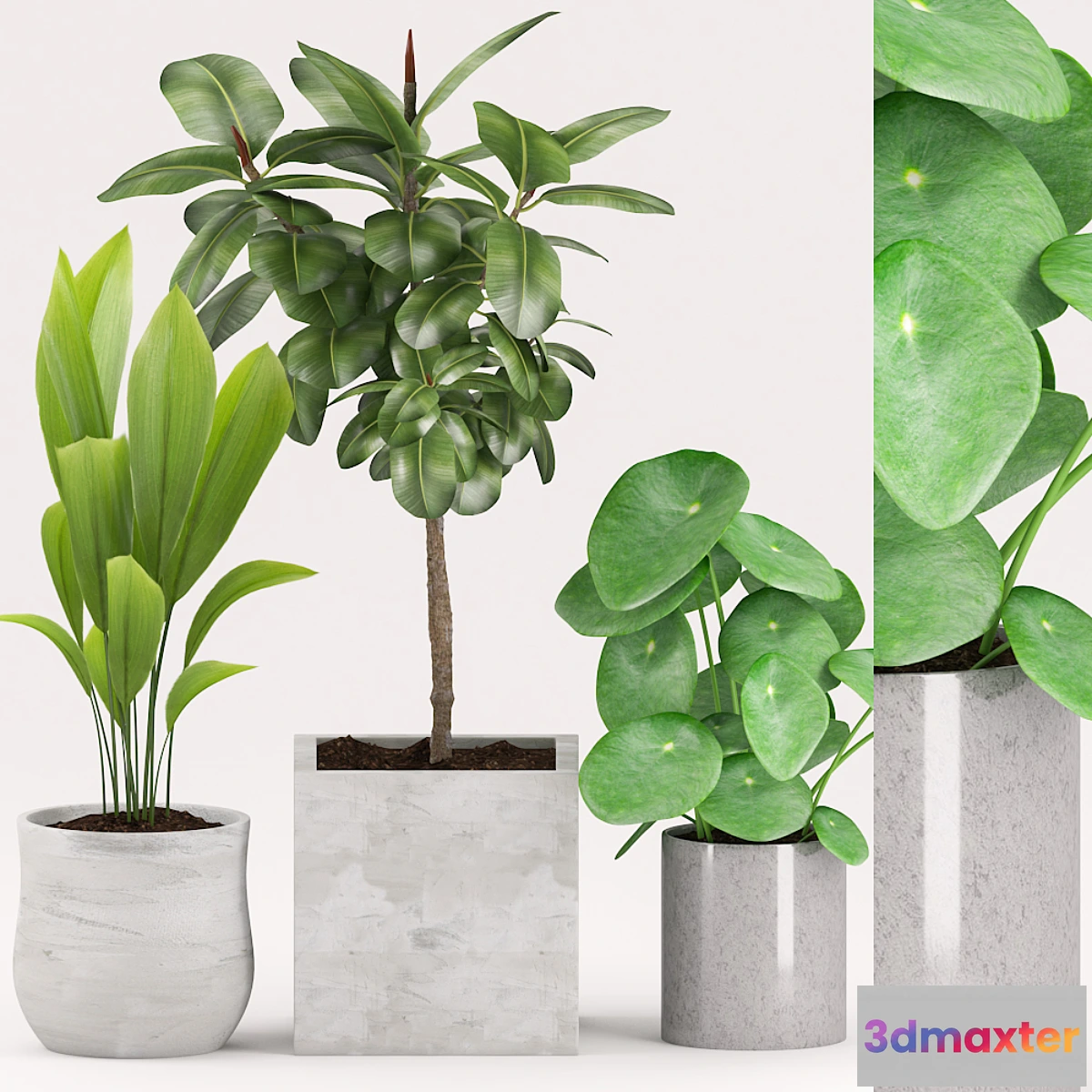 1430434 - Plants 155 3D Max