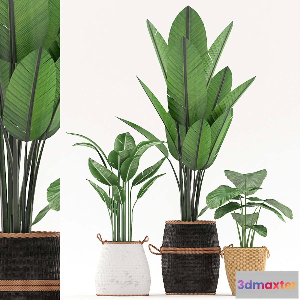 1431278 - plants_121 3D Max