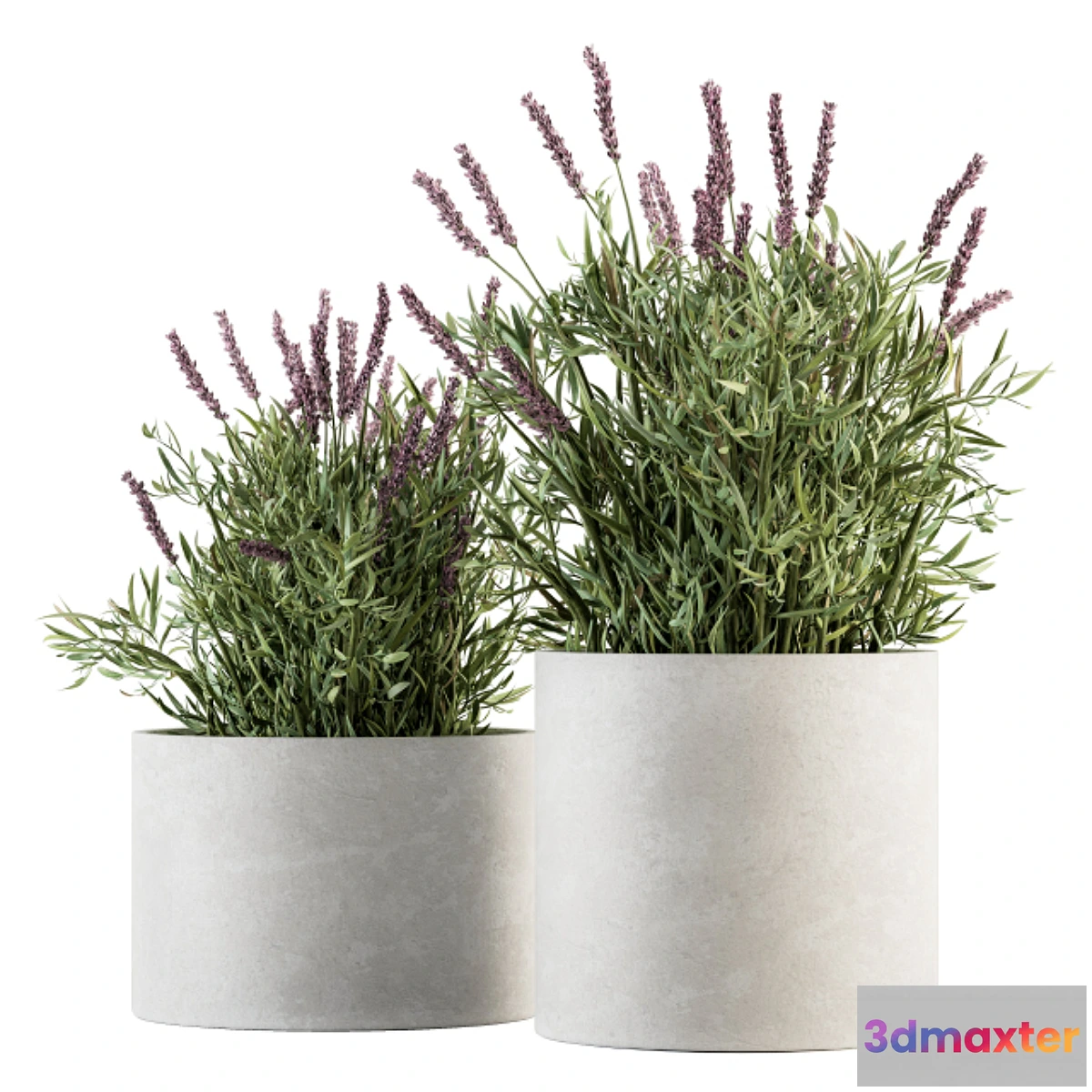 1432068 - indoor Plant Set 183 - Lavender Bush 3D Max