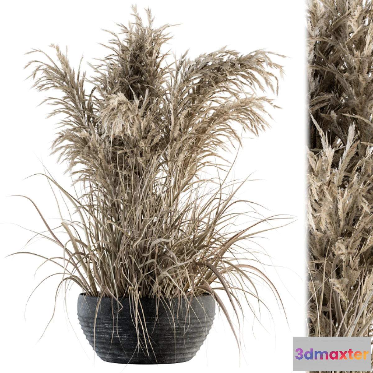 1432094 - indoor Plant Set 114 - Dried Plant 3D Max