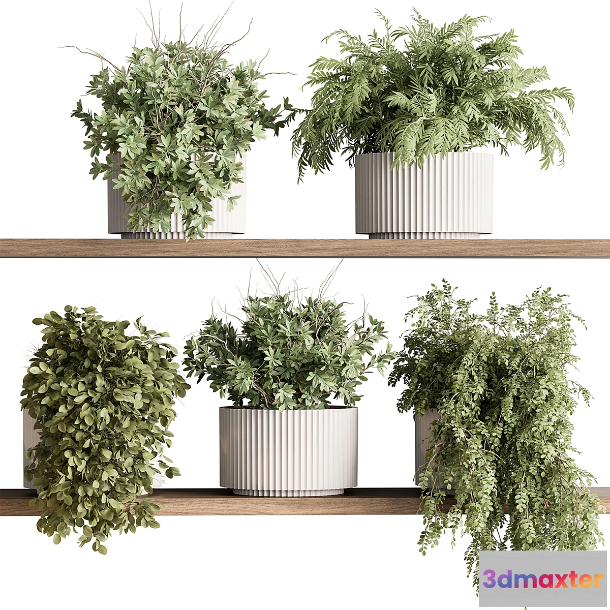 1432494 - indoor Plant 599 - Hanging Plants 3D Max