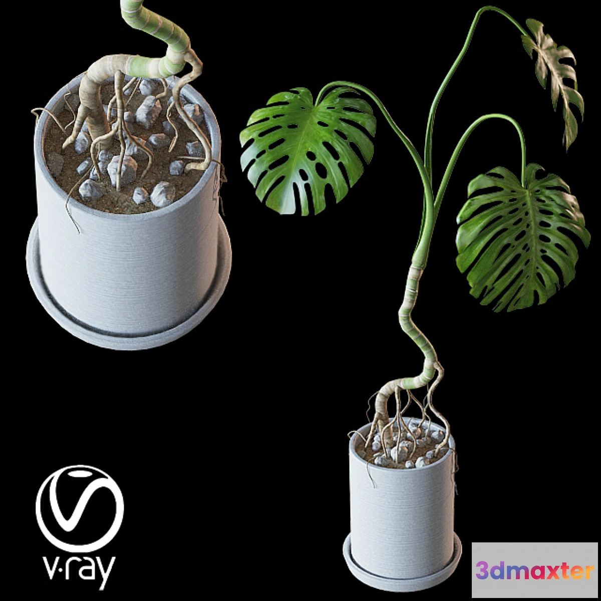 1433298 - Home plant v2 (Realistic) 3D Max