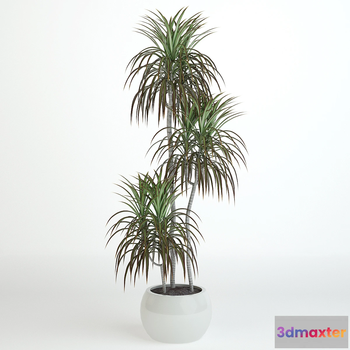 1433572 - Dracaena 1060 mm 3D Max