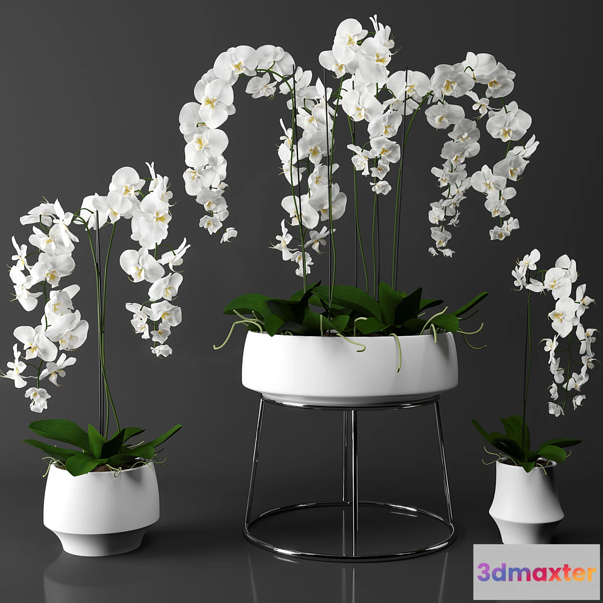 1434948 - Orchid (phalaenopsis) set 3D Max