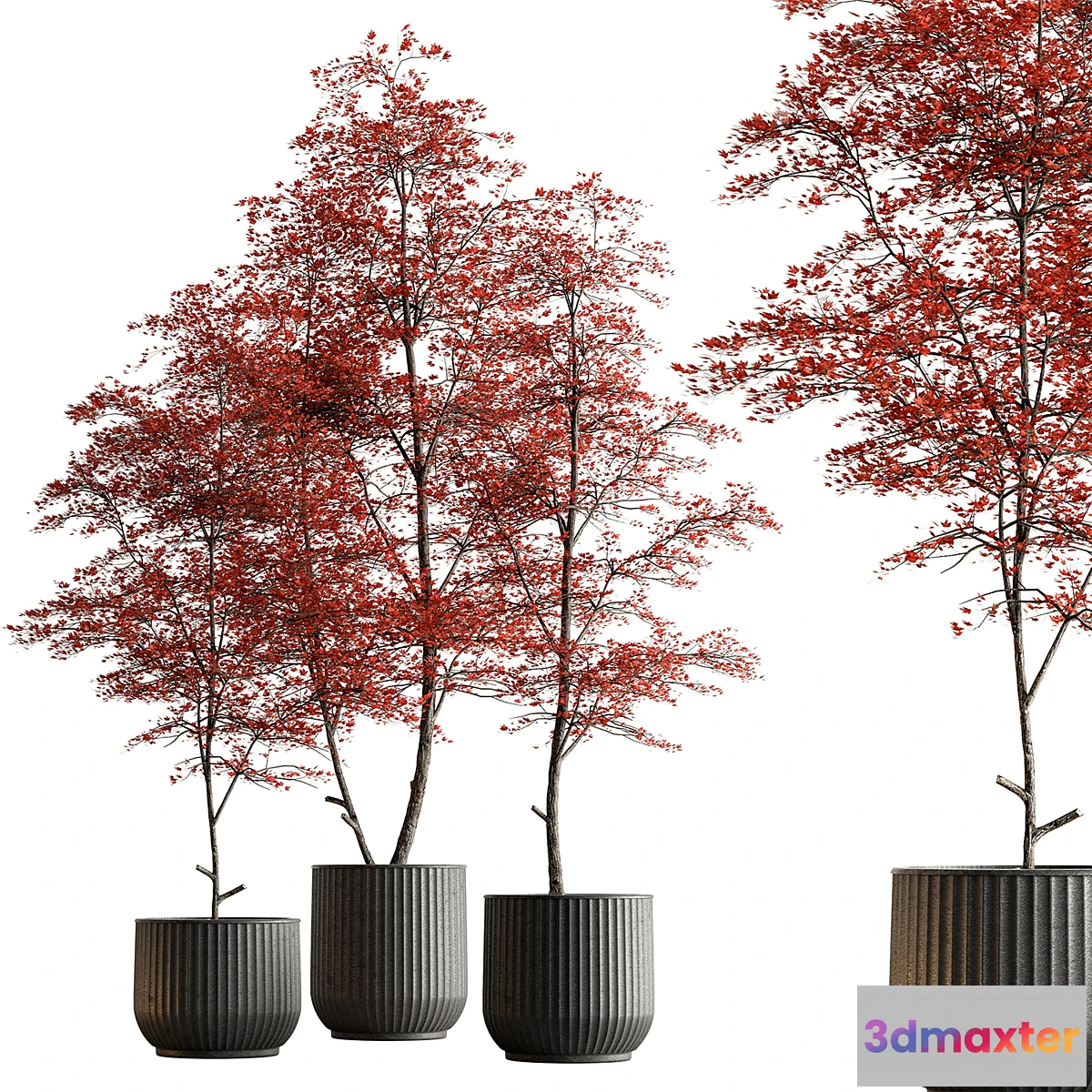 1435590 - Indoor Plant 591 -Tree in Pot 3D Max