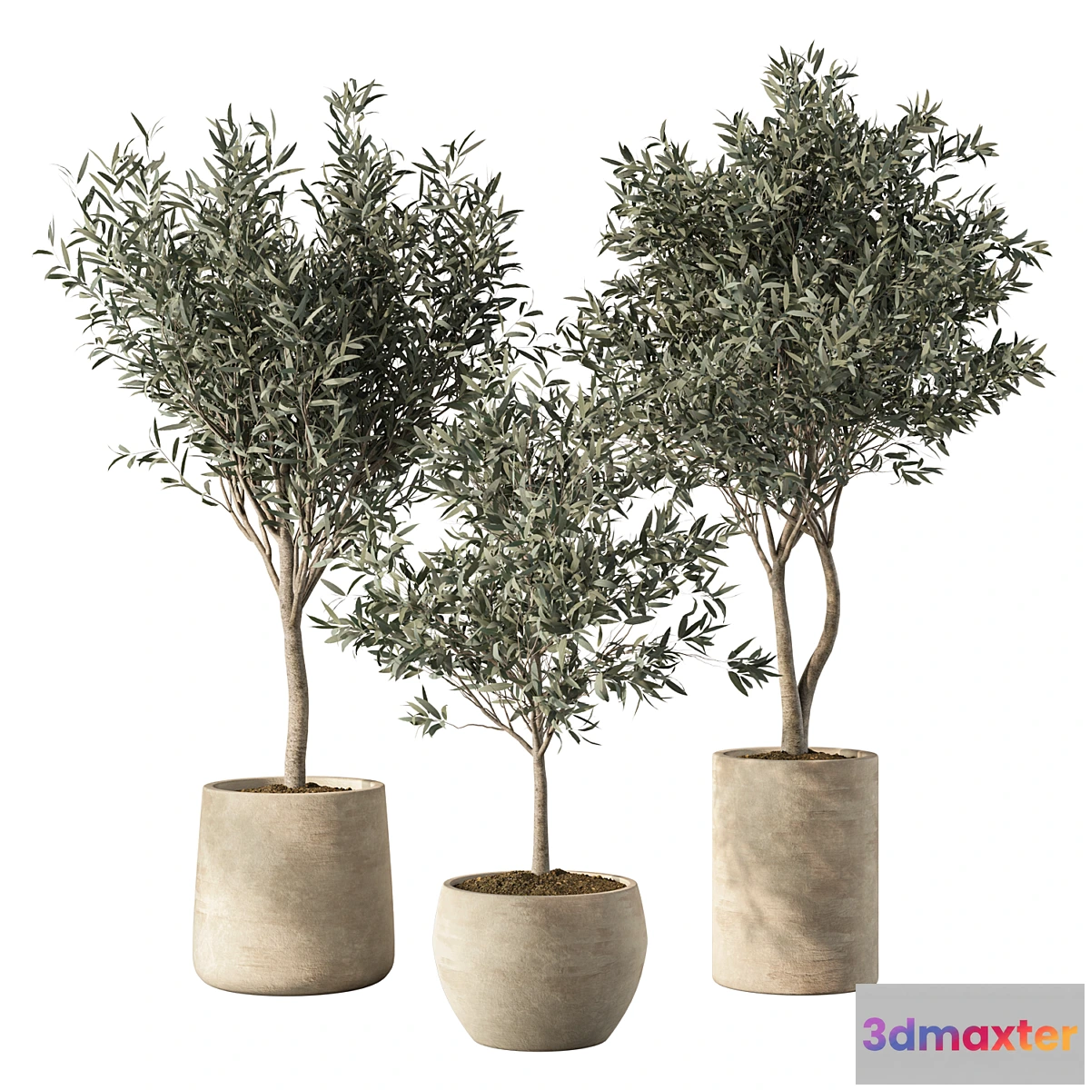1436876 - Olive Tree Indoor Plants Set.85 3D Max