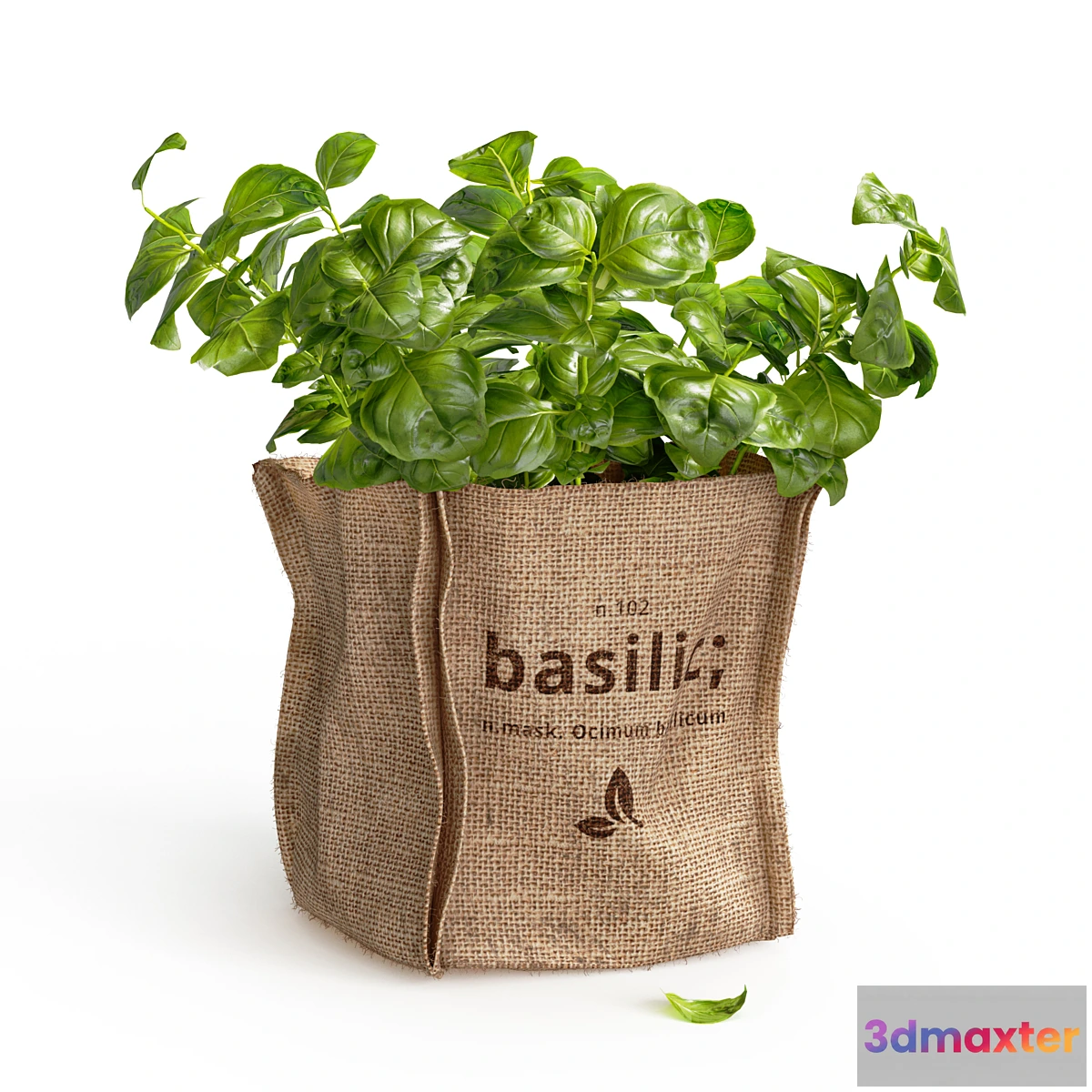 1437048 - Basil in burlap (microgreens) 3D Max