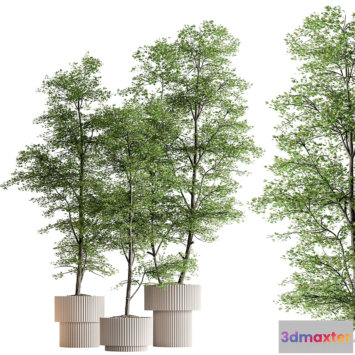 1438174 - Indoor Plant 592 -Tree in Pot 3D Max