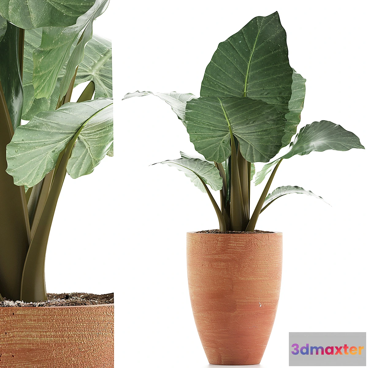 1438268 - Plants Collection 67 Alocasia 3D Max