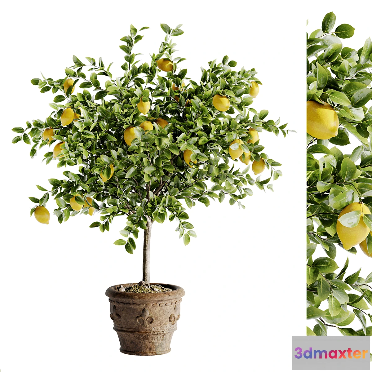 1438340 - Indoor Bonsai Plants 46 3D Max