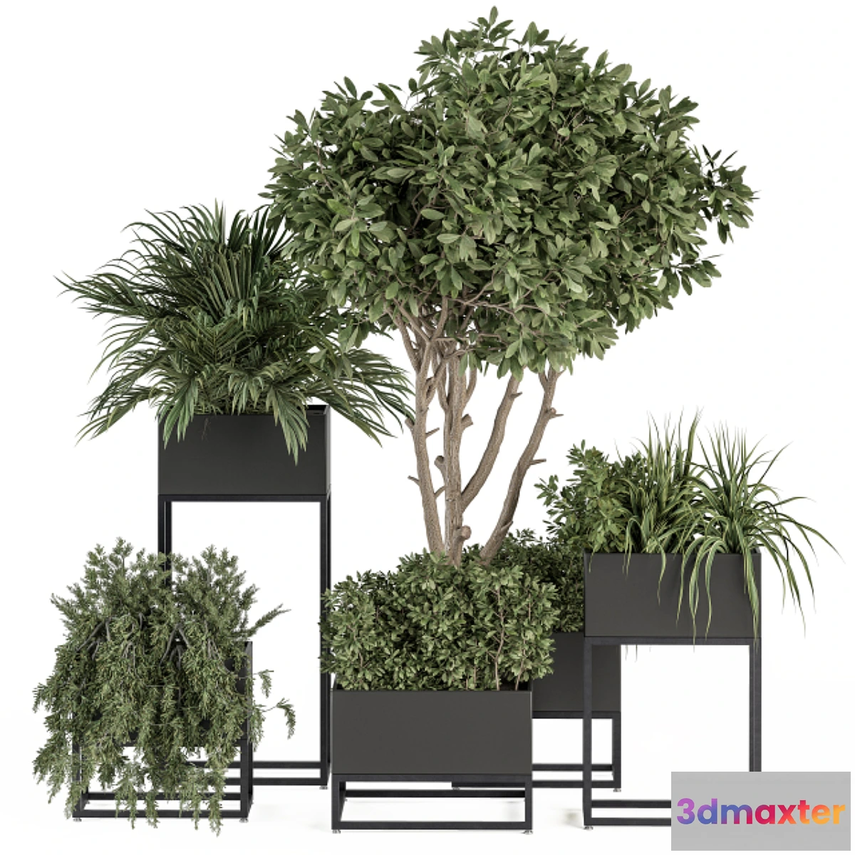 1438986 - indoor Plant Set 327 - Plant Set in Black Box 3D Max