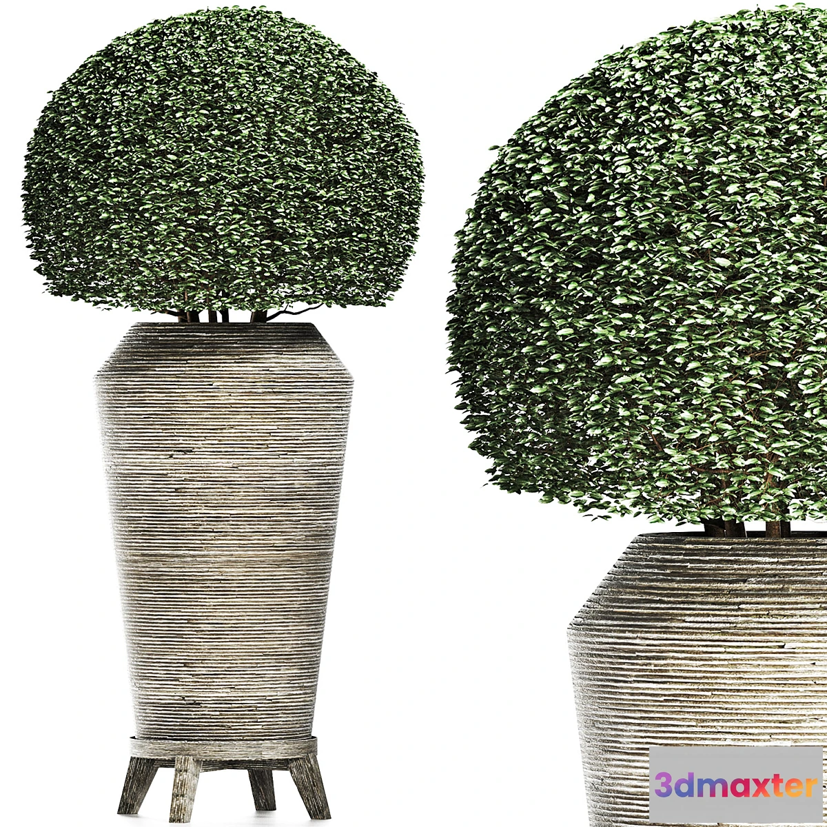 1439618 - Plants Collection 175 Ligustrum Lucidum 3D Max