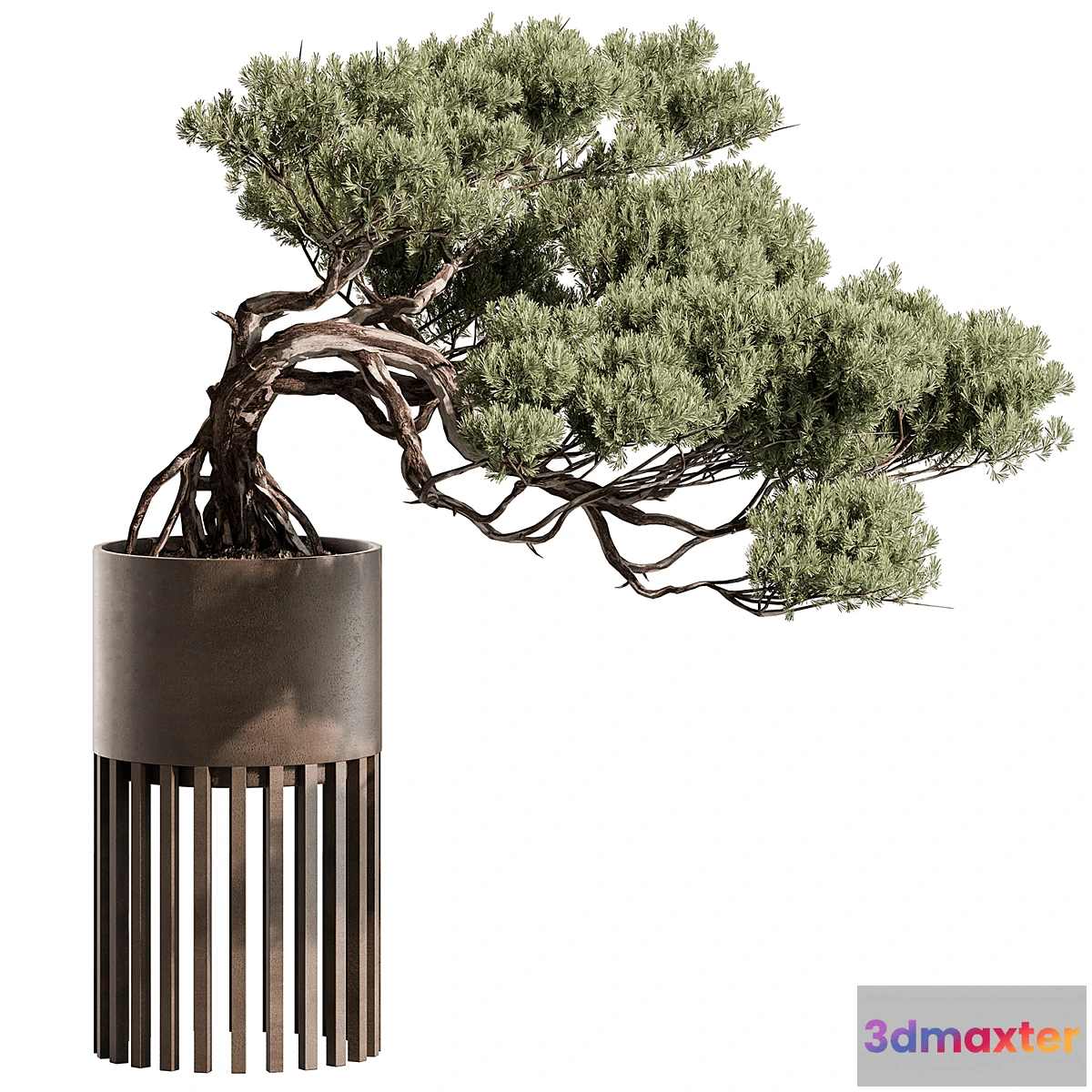 1440688 - indoor Plant 603 - Bonsai Plant 3D Max