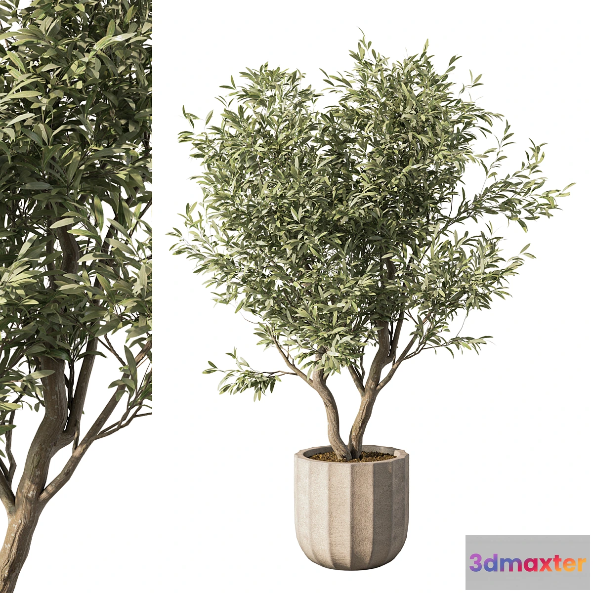 1441016 - Indoor Plant Set.114 3D Max