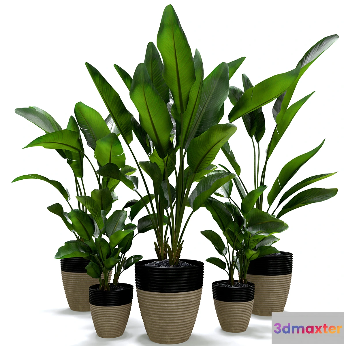 1442122 - Strelitzia Nicolai Plant Set 3D Max