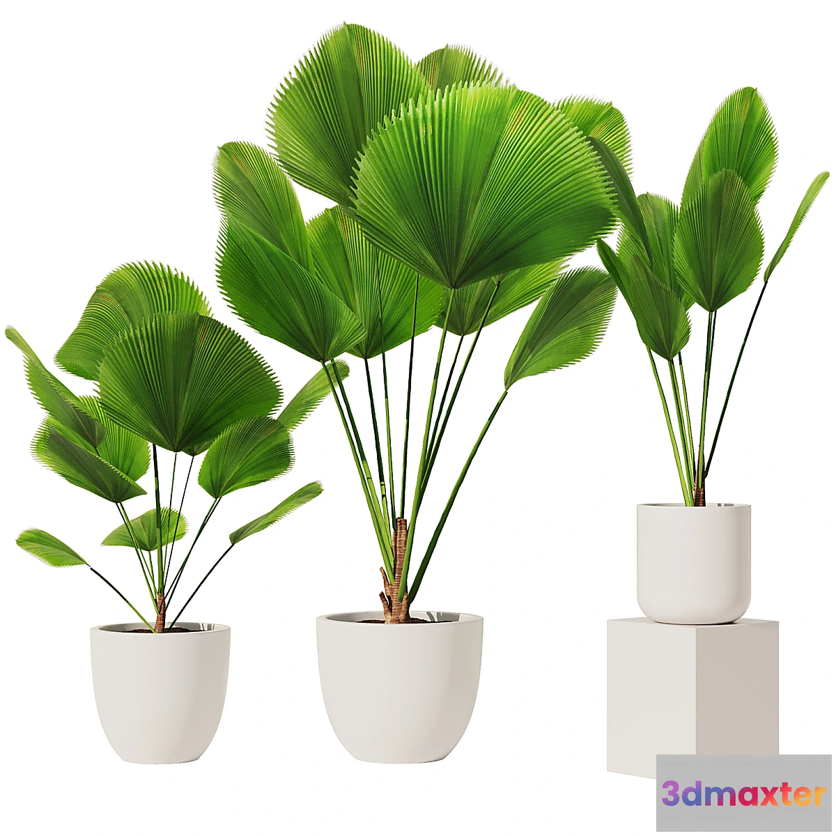 1442402 - Licuala Grandis Set1 3D Max