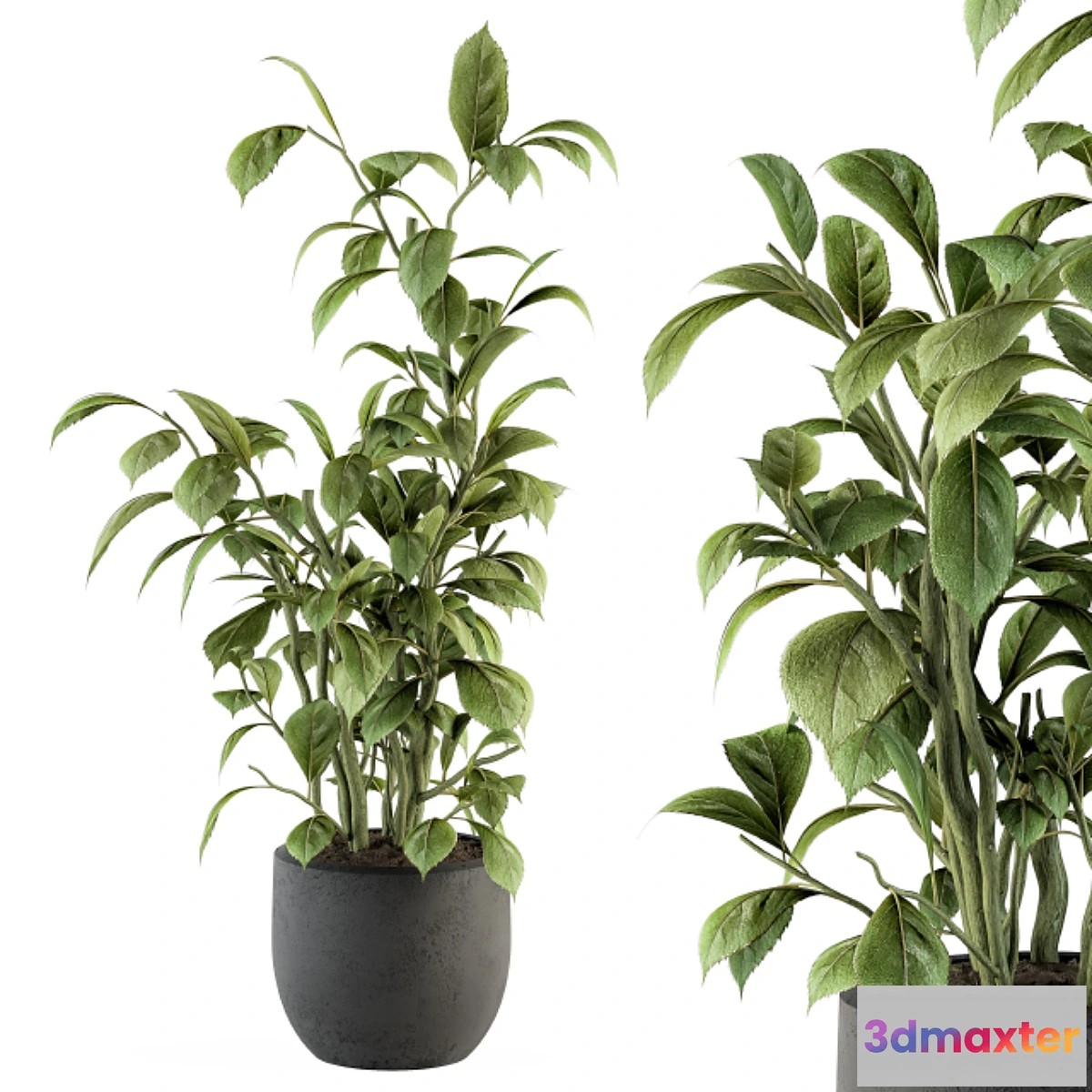 1442882 - indoor Plant Set 135 - Schefflera Amate Plant 3D Max