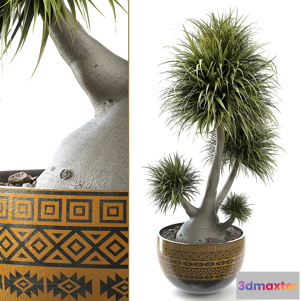 1442994 - beaucarnea 004 3D Max