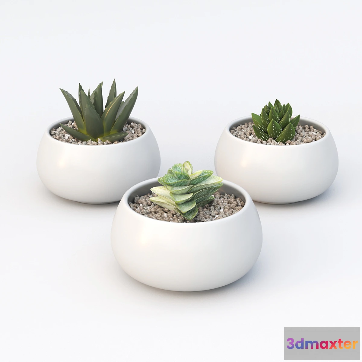 1443414 - Table succulents 3D Max