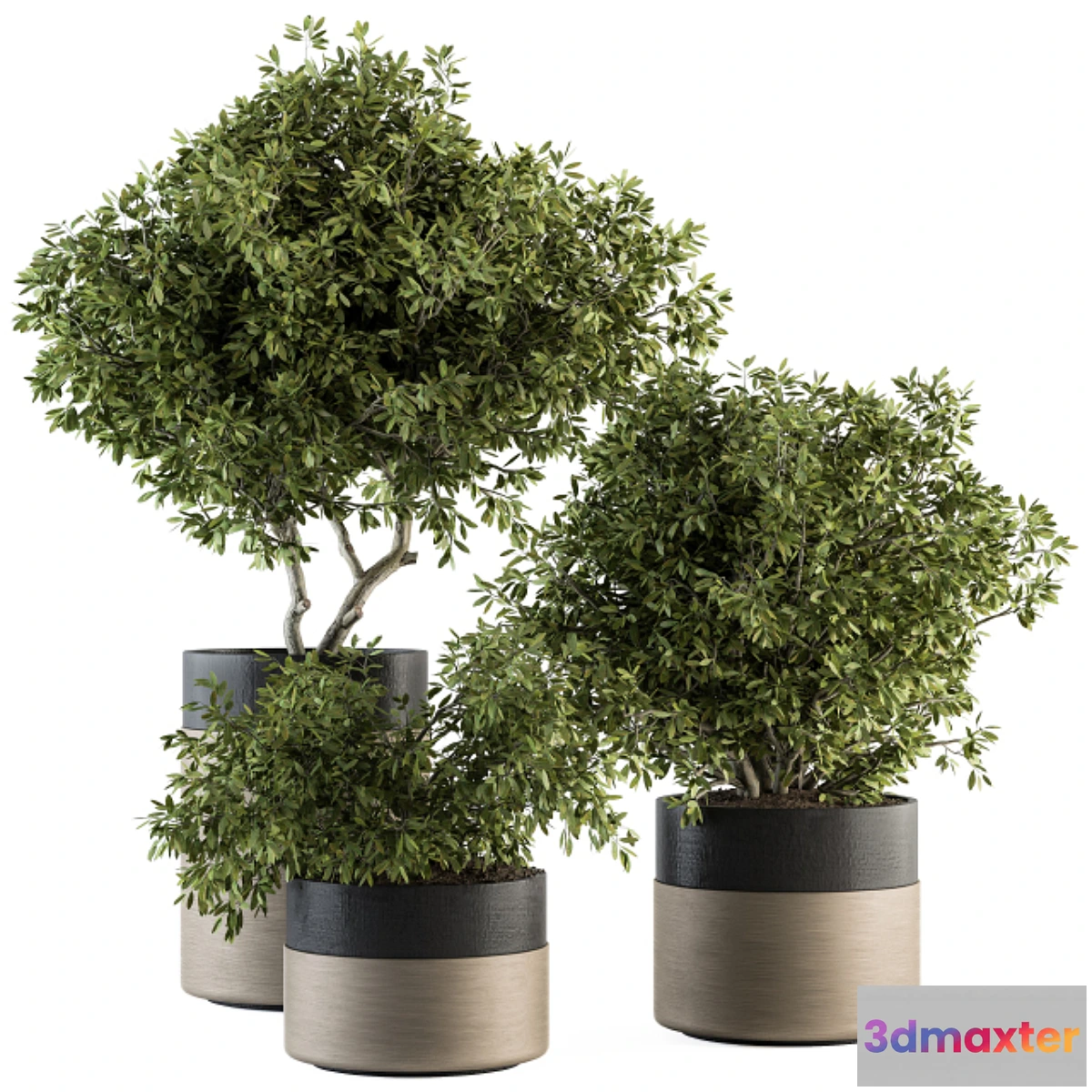 1443776 - indoor Plant Set 130 - Tree in Pot 3D Max