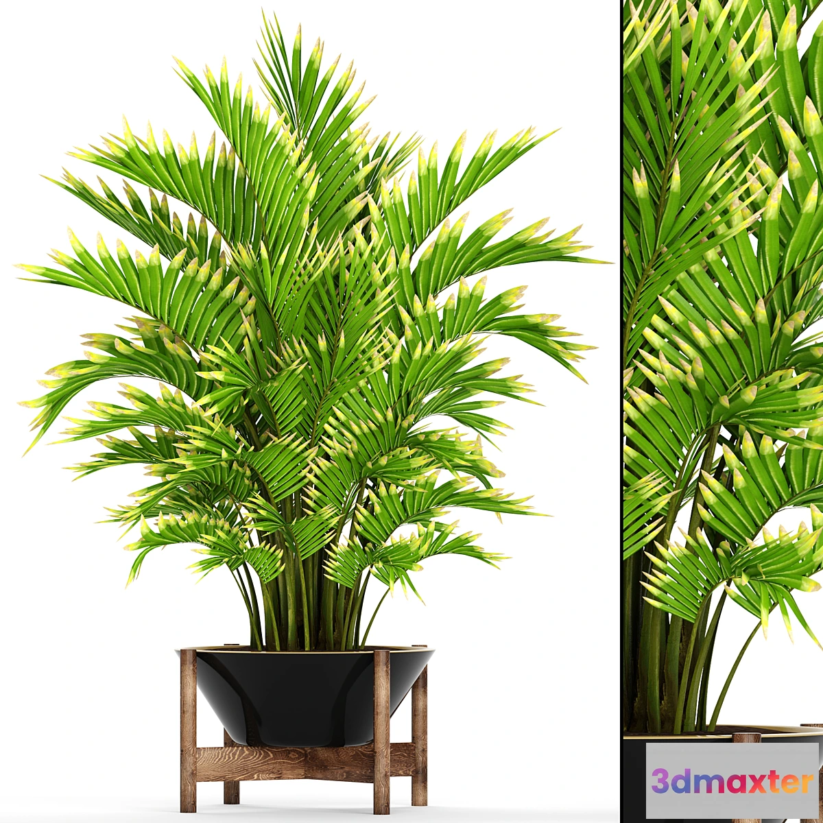 1444136 - Howea forsteriana 2. ornamental palm howea pot flower 3D Max