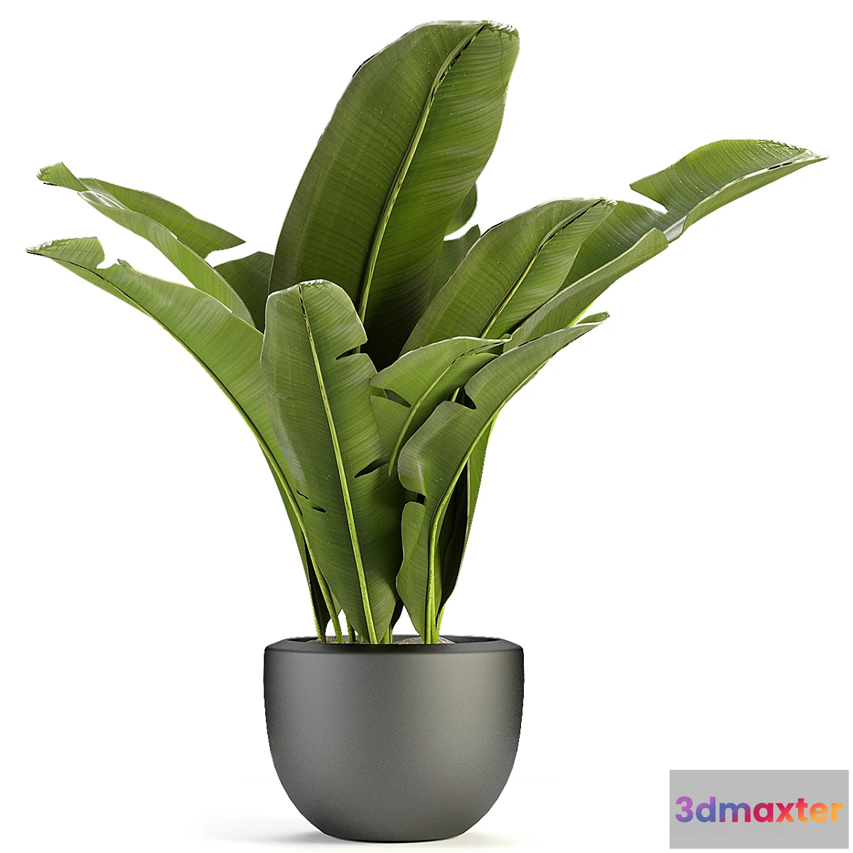1444902 - Plant in Pot Flowerpot Exotic Plant 3D Max