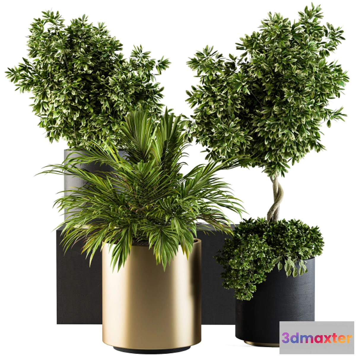 1445766 - indoor Plant Set 90 - Black and Gold 3D Max