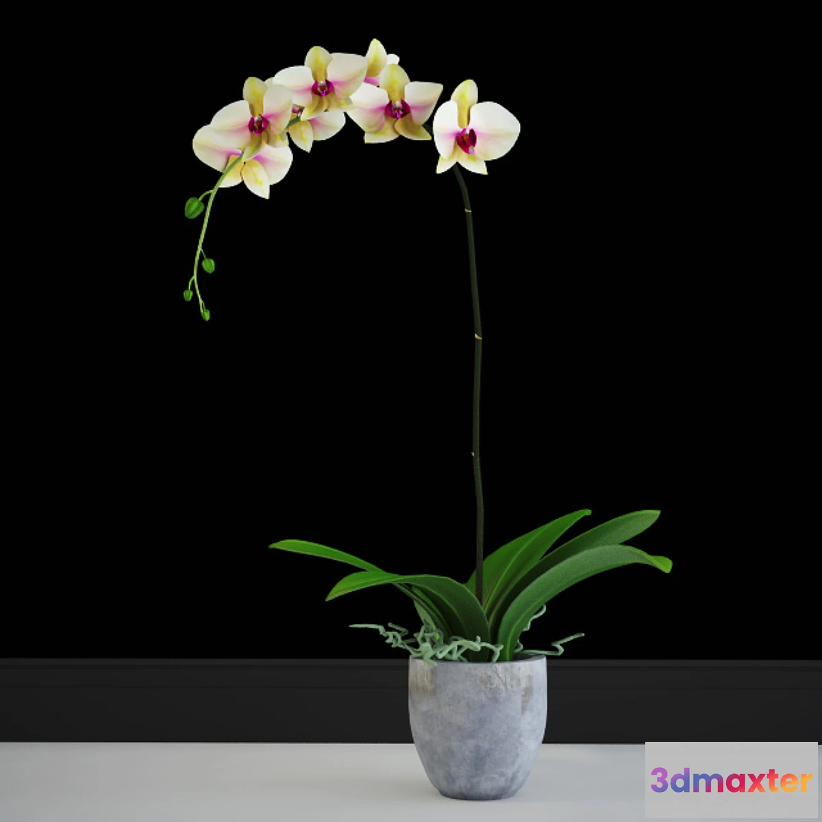 1445842 - Orchid yellow classic 3D Max