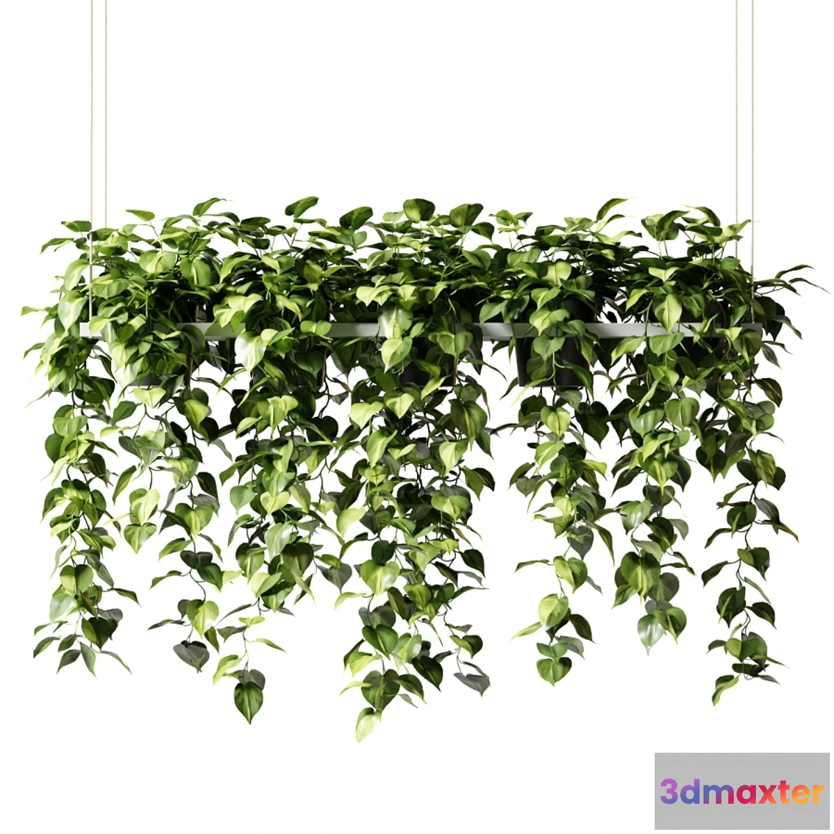 1448170 - Hanging plants in a rectangular planter (Epipremium) 3D Max
